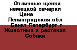 Отличные щенки немецкой овчарки › Цена ­ 25 000 - Ленинградская обл., Санкт-Петербург г. Животные и растения » Собаки   